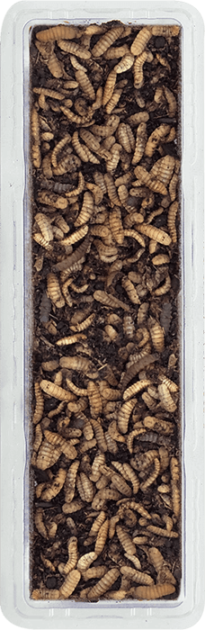 Calciworms | 25g tub