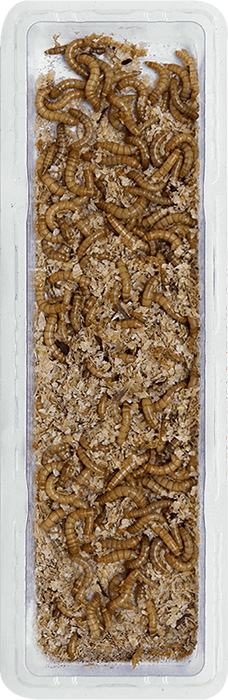Mealworms | 60g tub