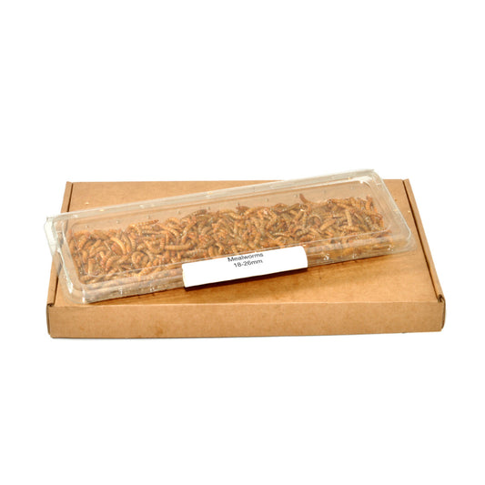 Mealworms |  4 x 60g tub