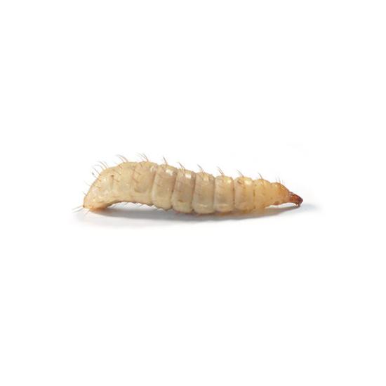 Calciworms | 25g tub