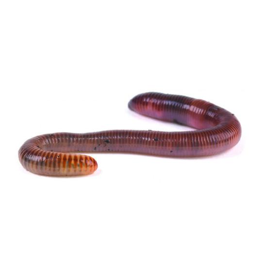 Earthworms | tub of 15