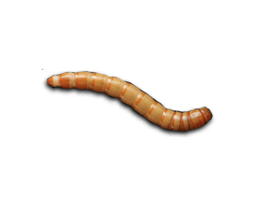 Mealworms | 500g bulk bag
