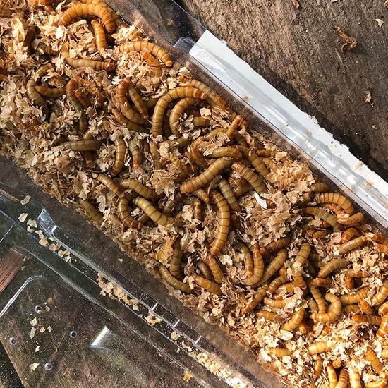 Mealworms |  4 x 60g tub