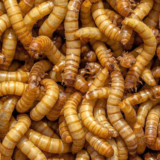 Mealworms | 500g bulk bag
