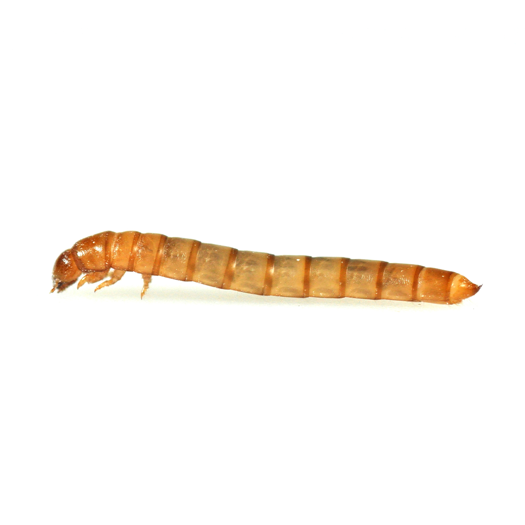 Mini Mealworms | 500g bulk bag