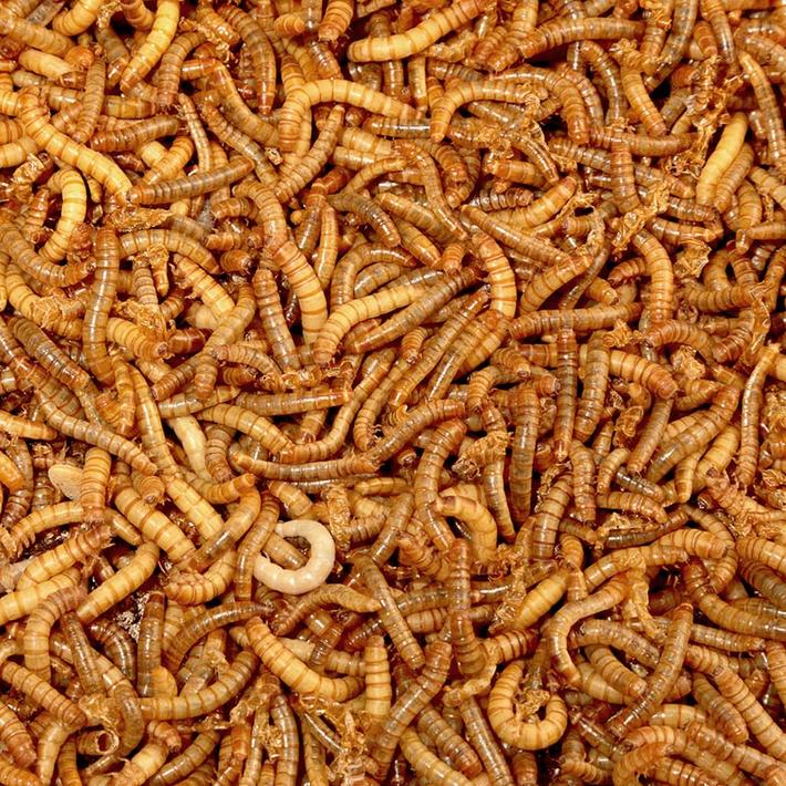 Mini Mealworms | 40g tub