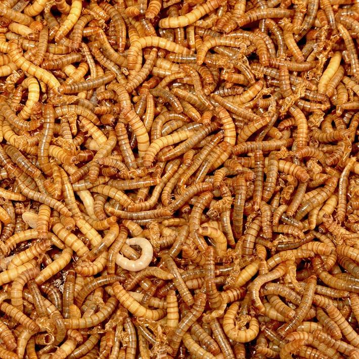 Live Mini Mealworms Bird Food 500g Bulk Bag Live Food for Birds