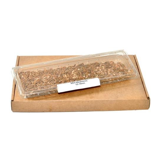 Live Mini Mealworms Bird Food 40g Letterbox Tub Live Food for Birds