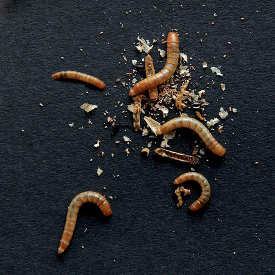 Live Mini Mealworms Bird Food 500g Bulk Bag Live Food for Birds