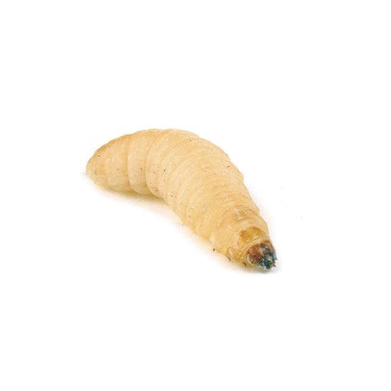 Waxworms | 15g tub
